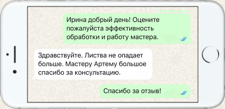 омолаживающая, формирующая и санитарная обрезка деревьев - фото №10